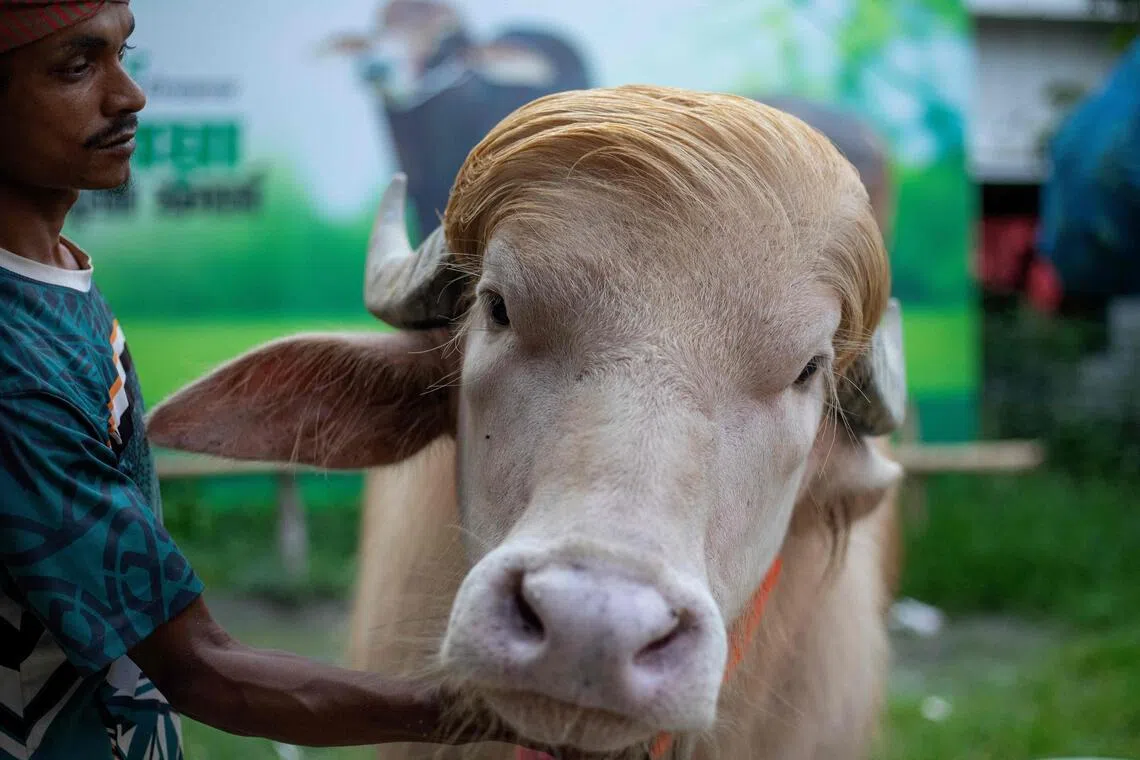 Commander-in-beef: Bangladesh’s ‘Donald Trump’ buffalo wins fans